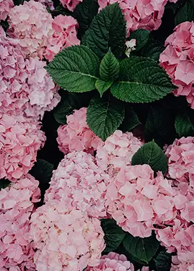 View our Hydrangeas Flowers