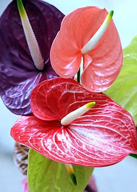 View our anthurium Flowers