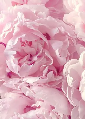 View our Peonies Flowers Collection