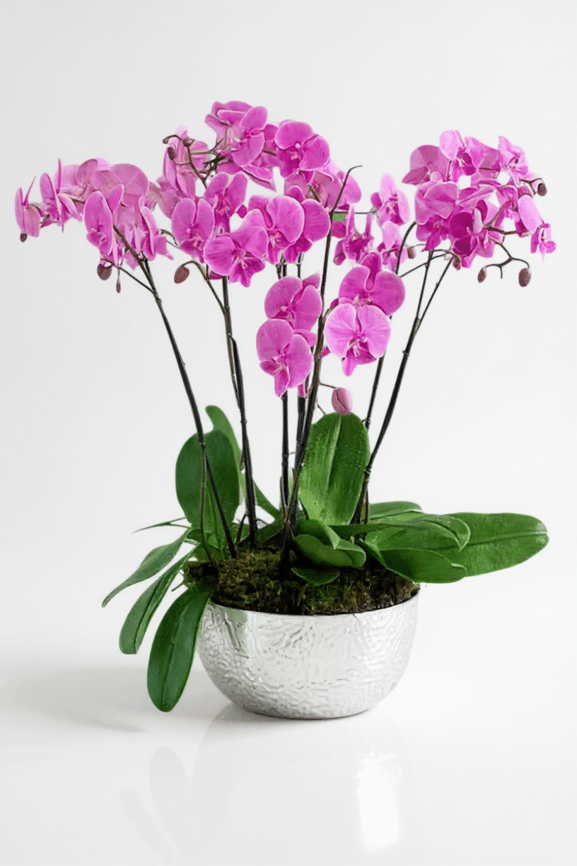 Orchids near me in Boca Raton