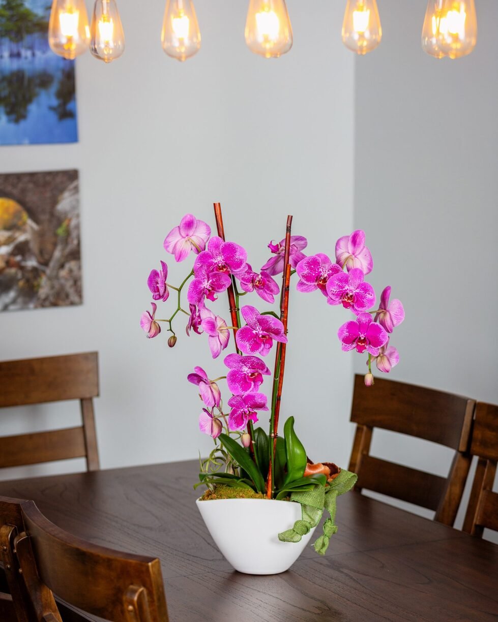 Amethyst Orchid: Three stems of blooming phalaenopsis