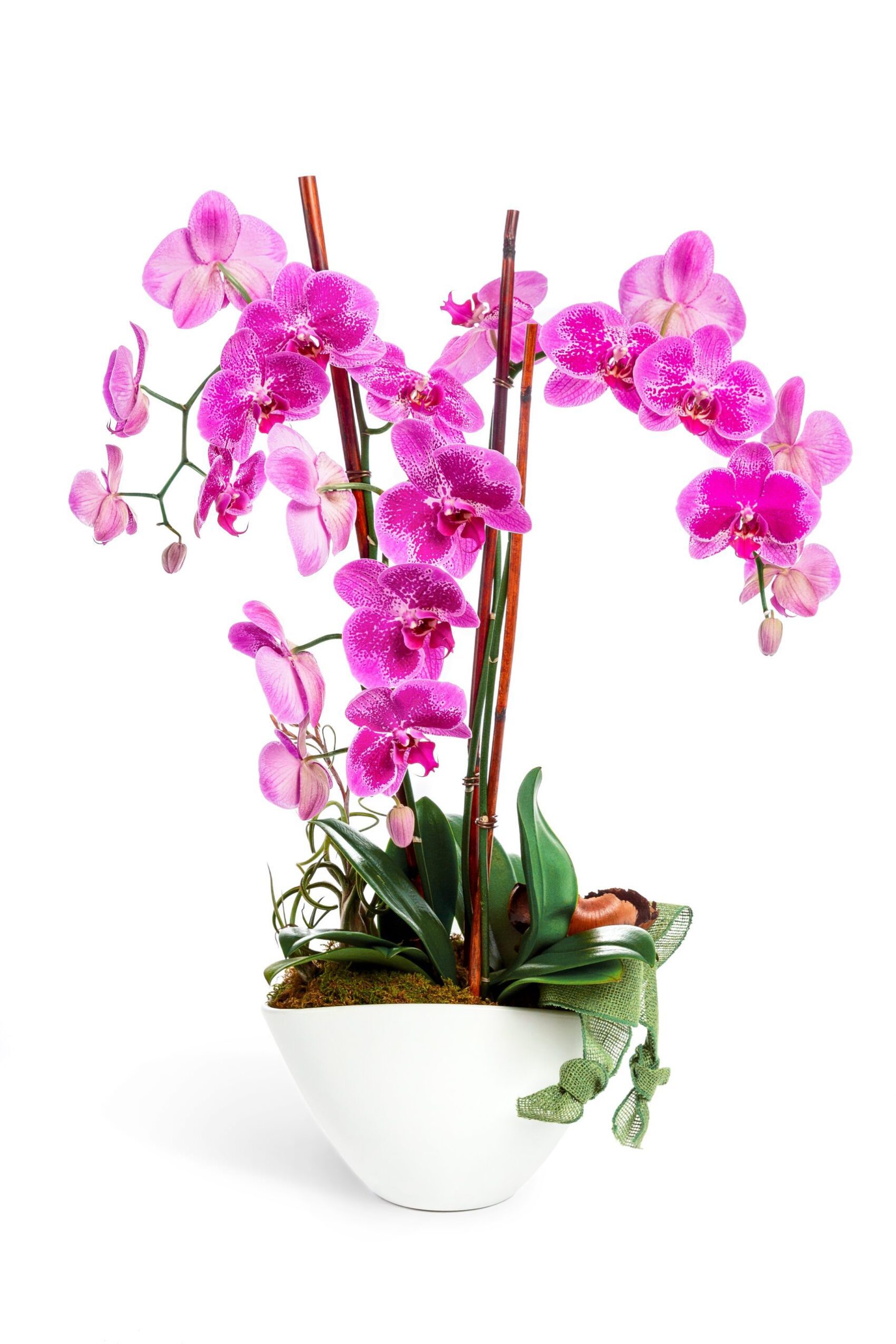 ametist2 Amethyst Orchid: Three stems of blooming phalaenopsis