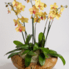 Fairytale Mini Orchid Arrangement