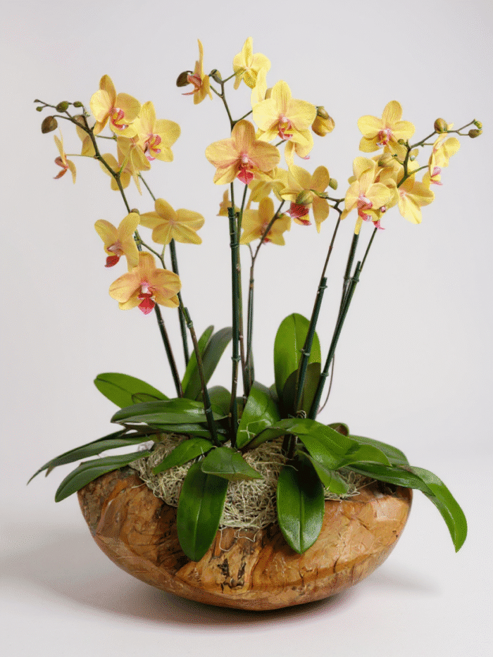 Fairytale Mini Orchid Arrangement