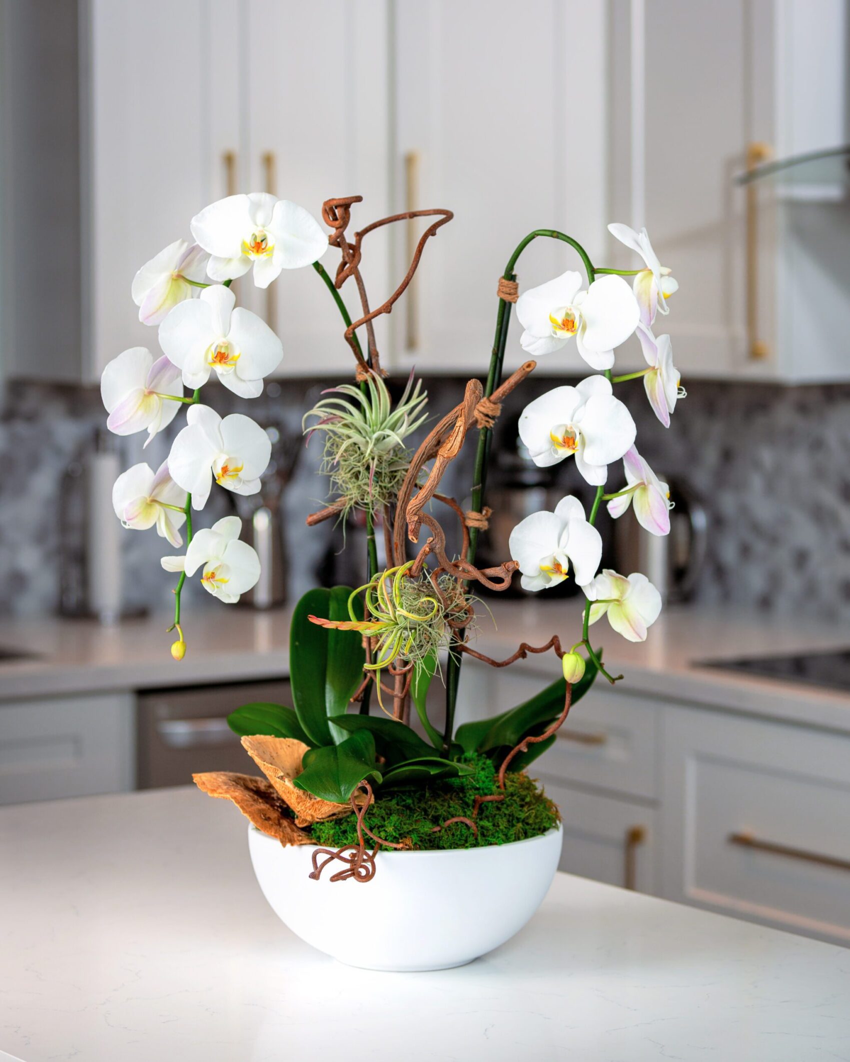 harmony2 Harmony: White Luxury Orchids
