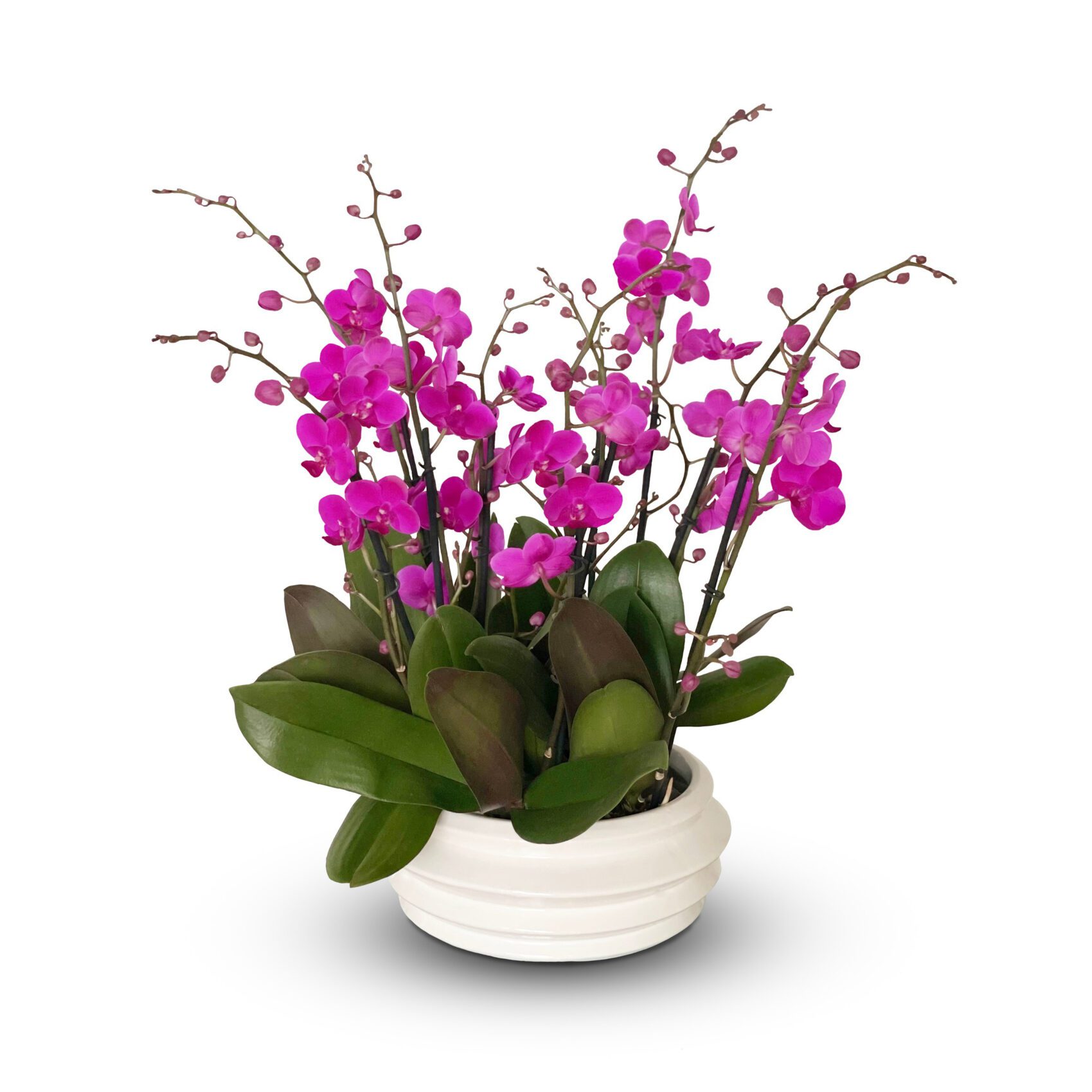 juicy petals 1 Juicy Petals: charming four double or six single colorful mini orchids