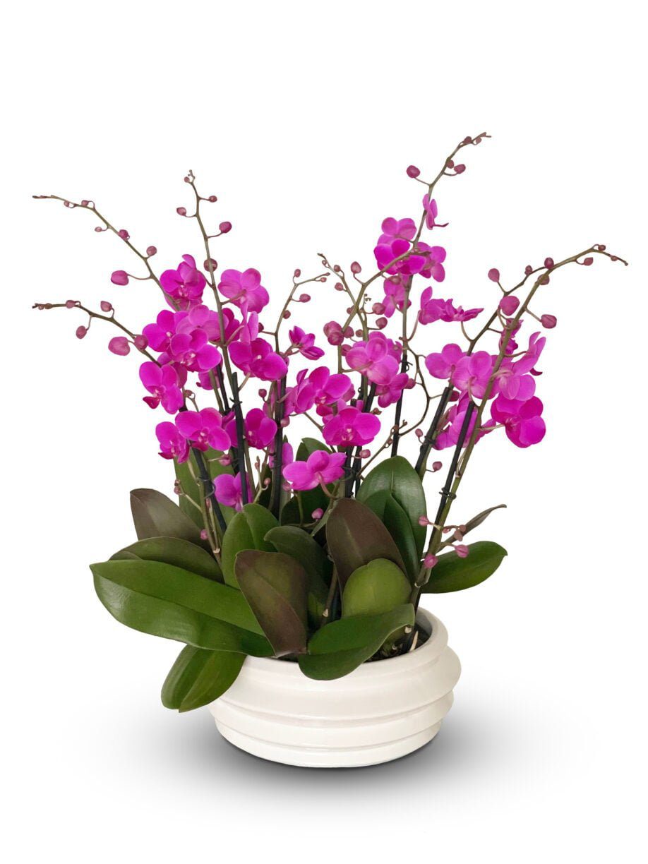 Juicy Petals Orchids Viva Flowers of Boca Raton