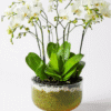 serenity orchids boca raton florida