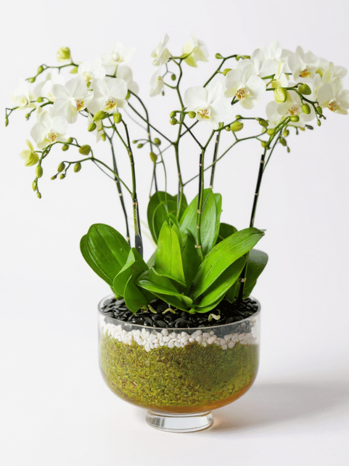 serenity orchids boca raton florida