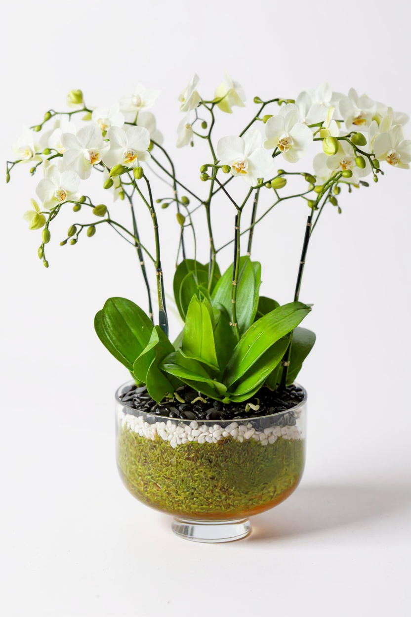 serenity orchids boca raton florida