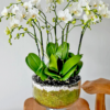 serenity-flowers