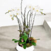viva-royal-bliss-1-