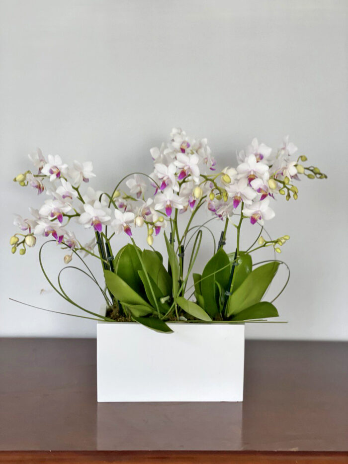 Audrey: Mini Orchids in Ceramic Pot - Set of 5