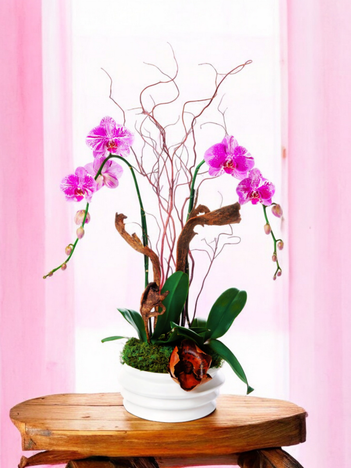 Aphrodite: Elegant Blooming Orchids in a Ceramic Pot