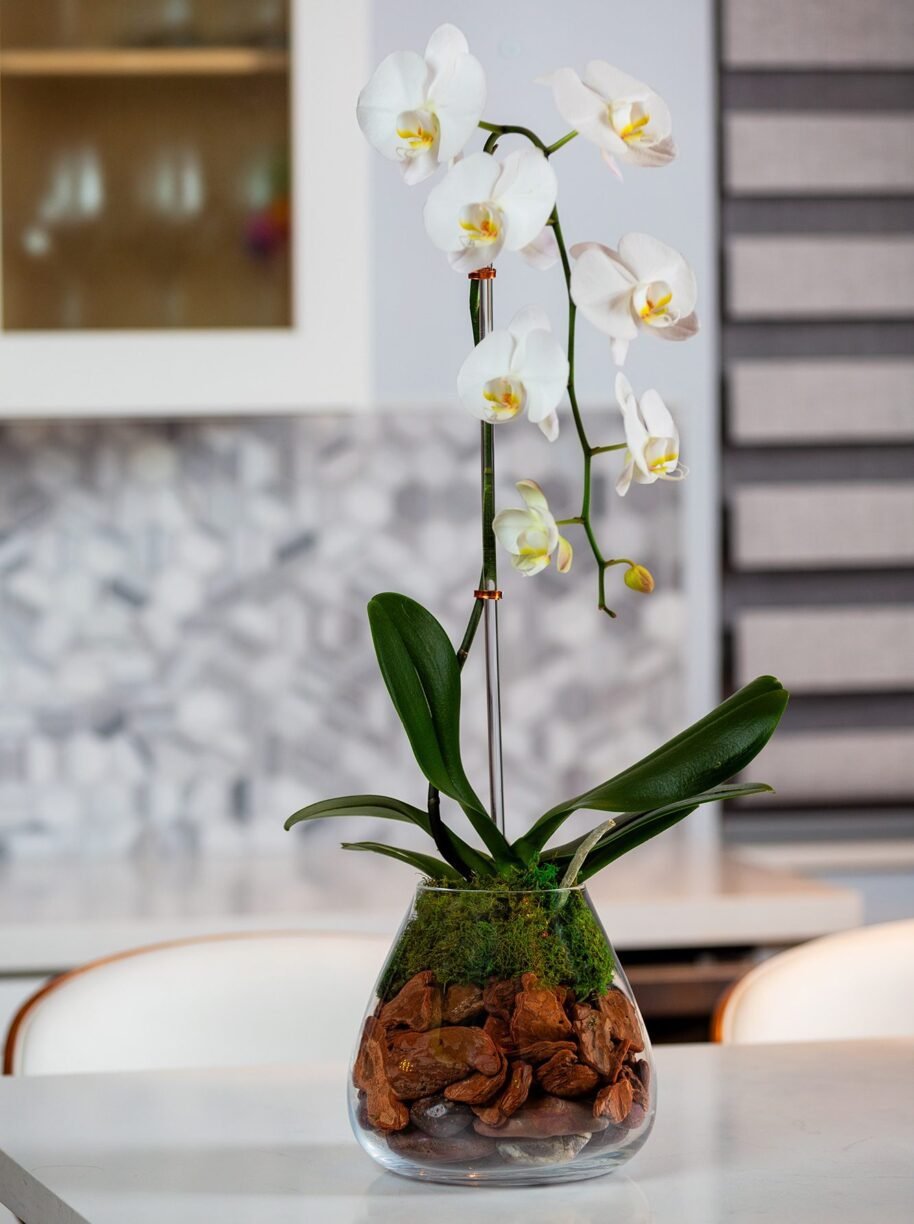 Cascading White Orchid: pure white phalaenopsis orchid