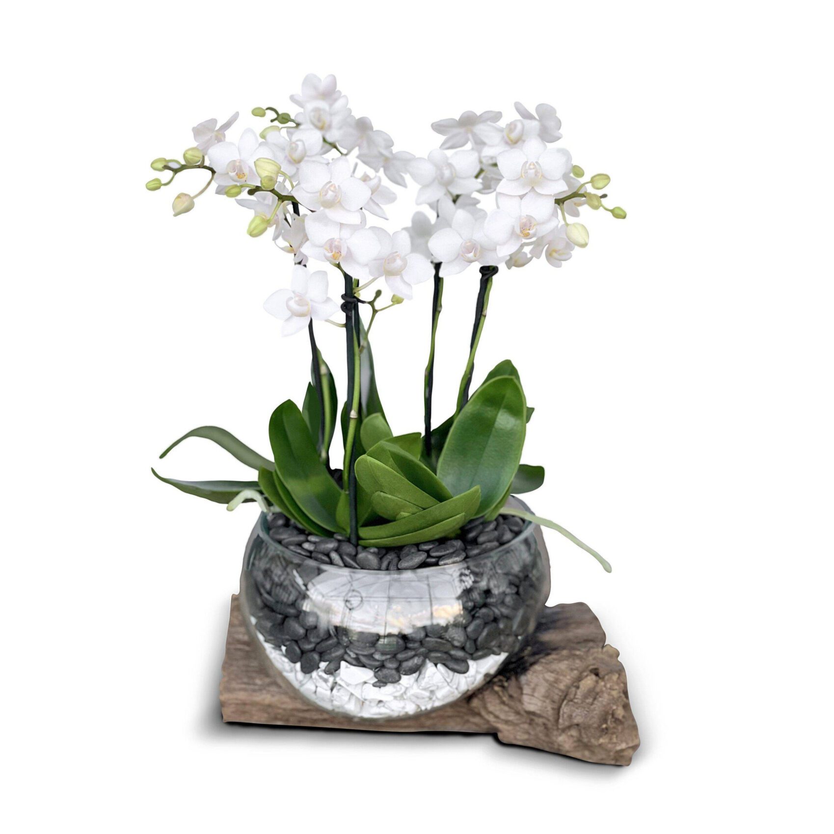 Black White 1 scaled Black & White Orchids: A Beautiful Gift for Every Occasion
