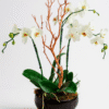 Blooming Orchid Threo