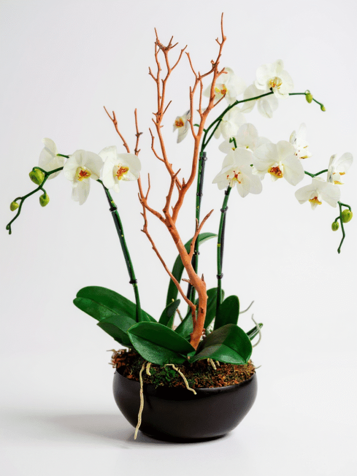 Blooming Orchid Threo