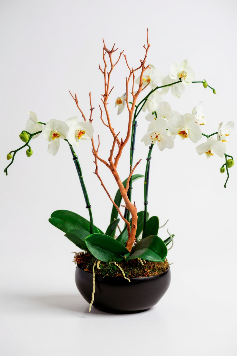 Blooming Orchid Threo