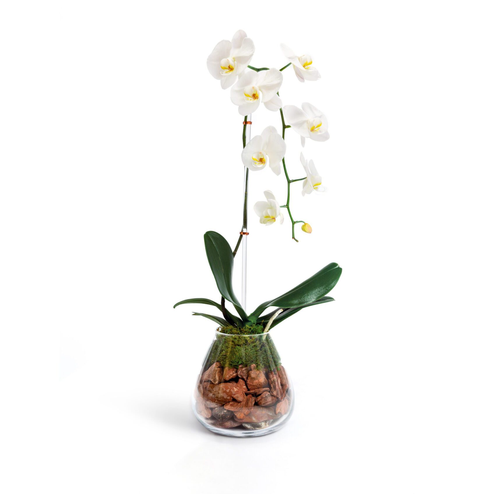 Cascading White Orchid 1 Cascading White Orchid: pure white phalaenopsis orchid