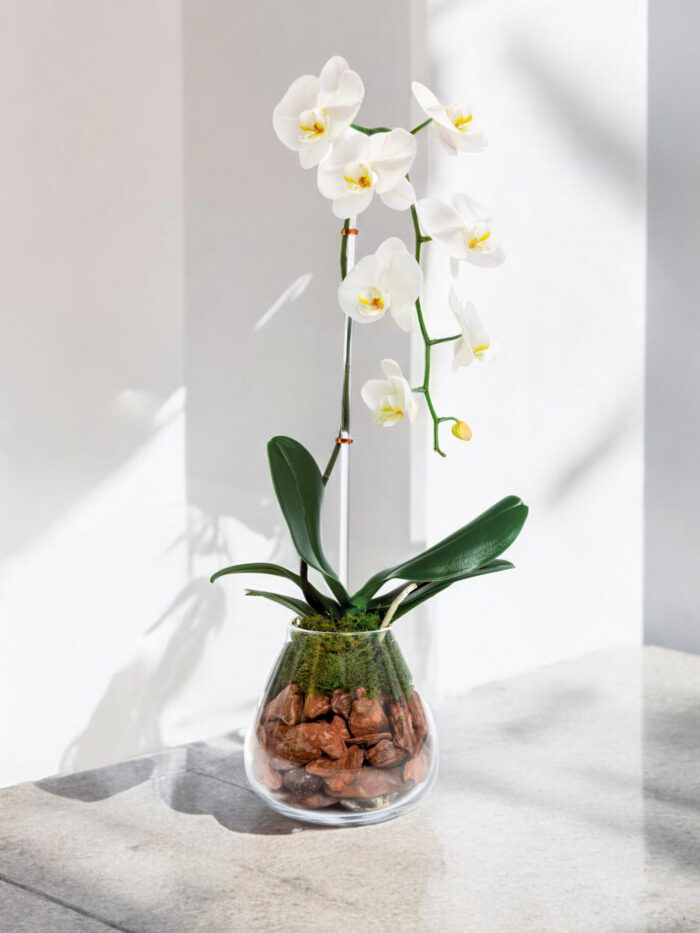 Cascading-White-Orchid