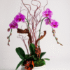 afrodite orchids