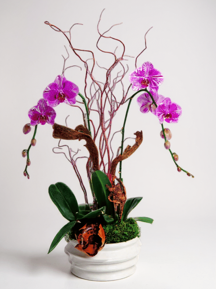afrodite orchids