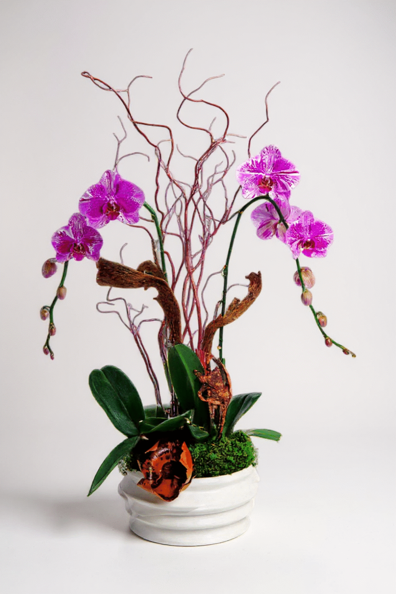 afrodite orchids