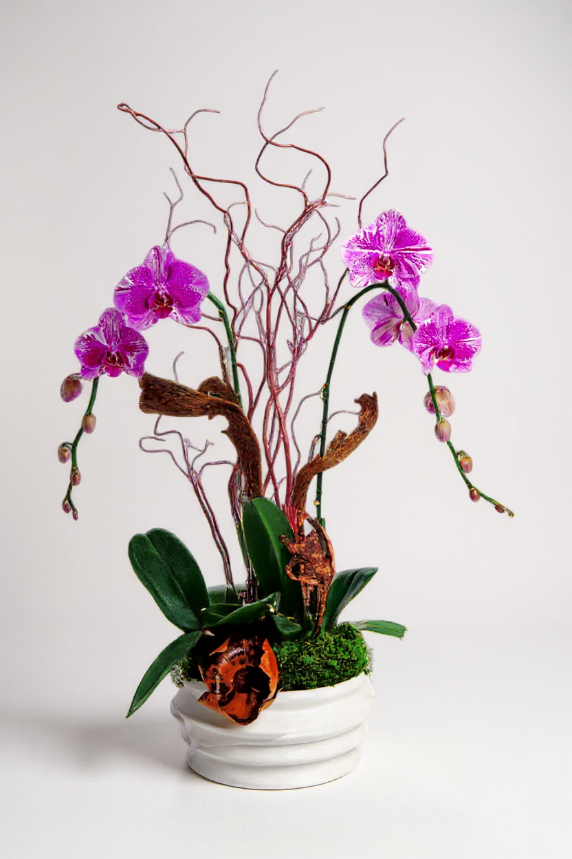 afrodite orchids