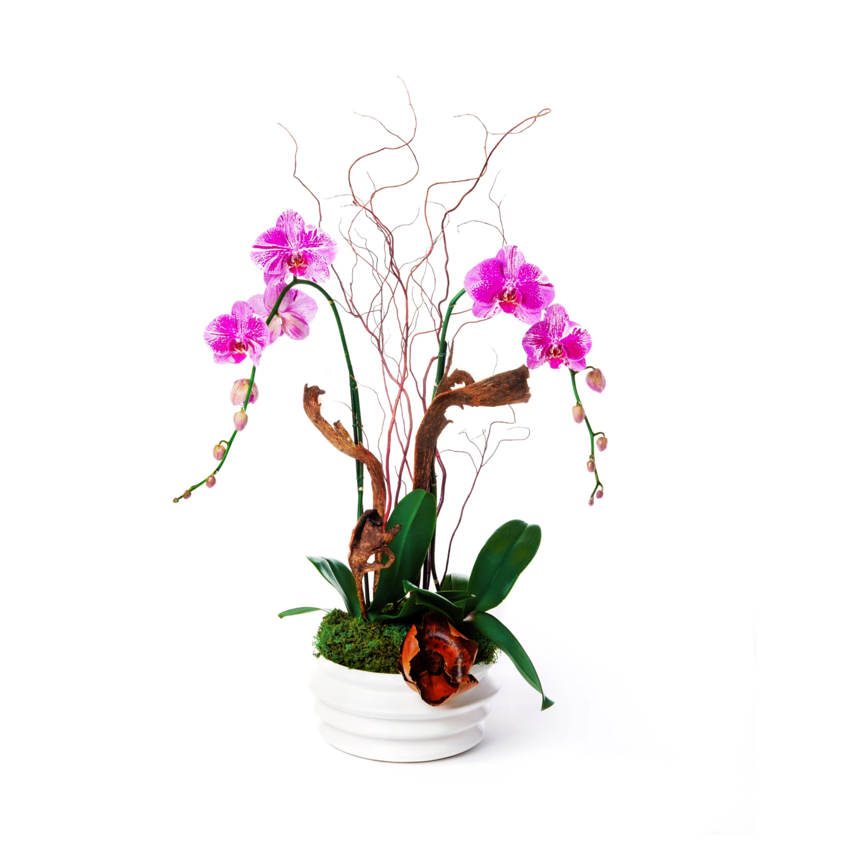 apgrodite 1 scaled Aphrodite: Elegant Blooming Orchids in a Ceramic Pot