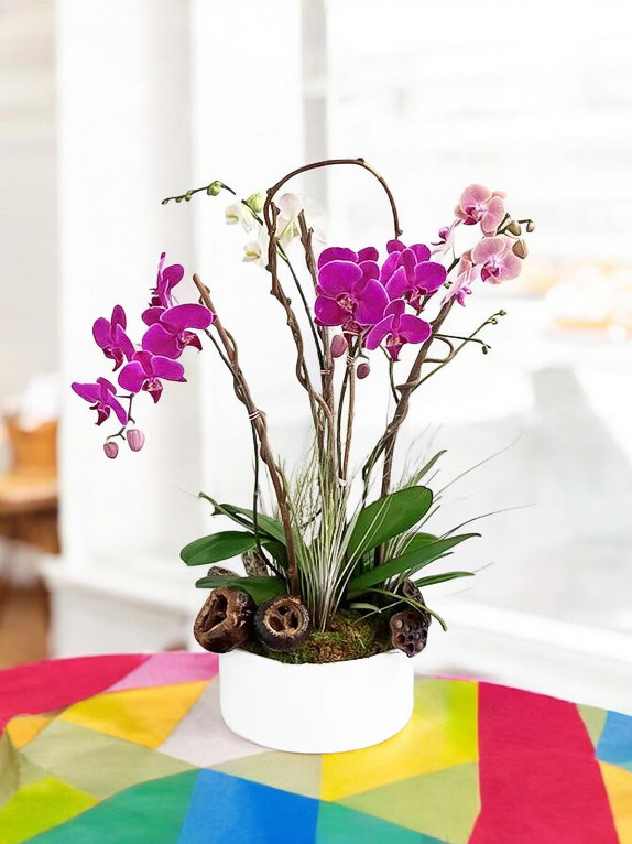 Arina: Luxury Orchids in a White Ceramic Pot