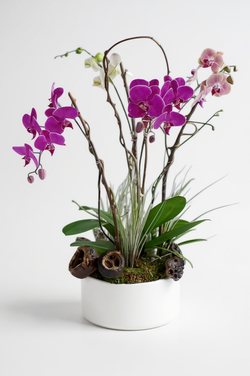 arina orchid arrangement
