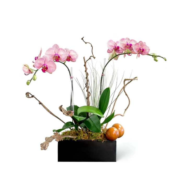 Avery: two phalaenopsis orchid Arrangement