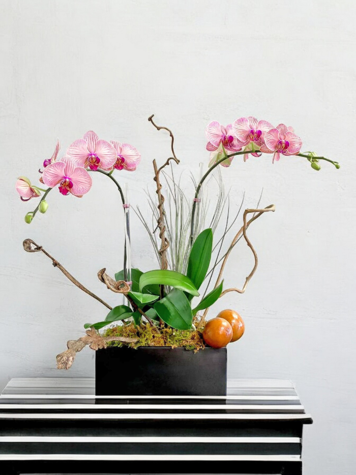 Avery: two phalaenopsis orchid Arrangement