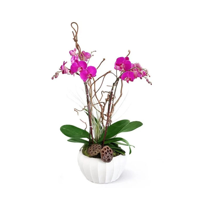 Bailey Boo: Purple Orchid with Kiwi Vine and Air-Plant Decorative Touches