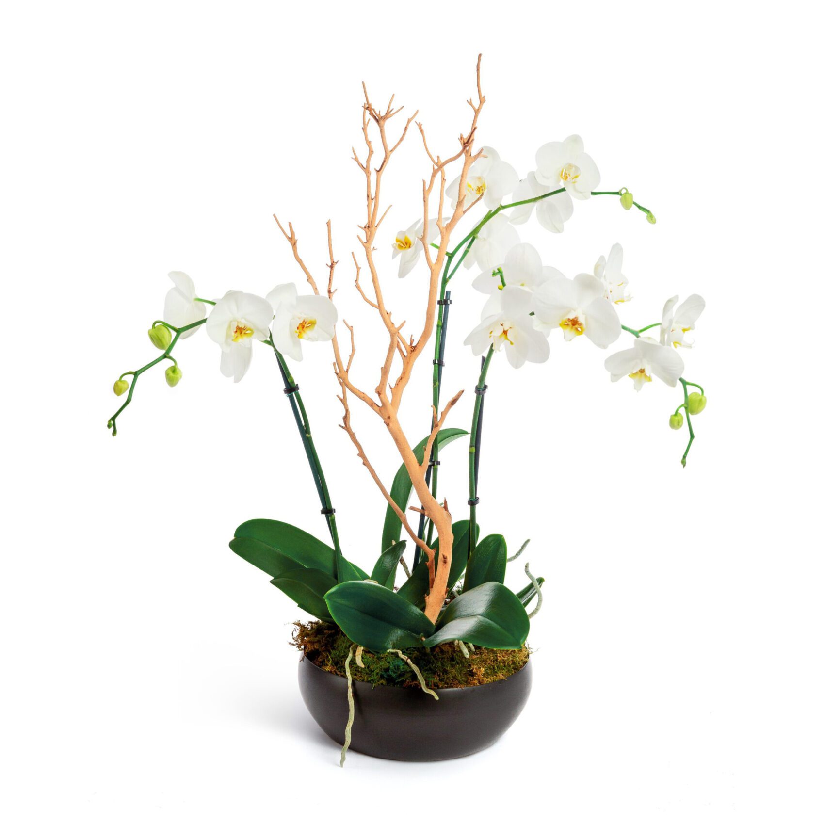 bloomung 1 scaled Blooming Orchid Threo: elegance and natural beauty