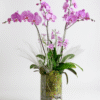 briana orchids plants