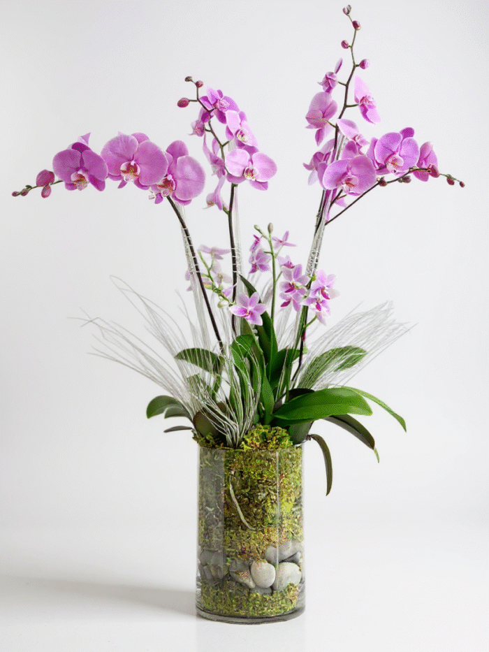 briana orchids plants