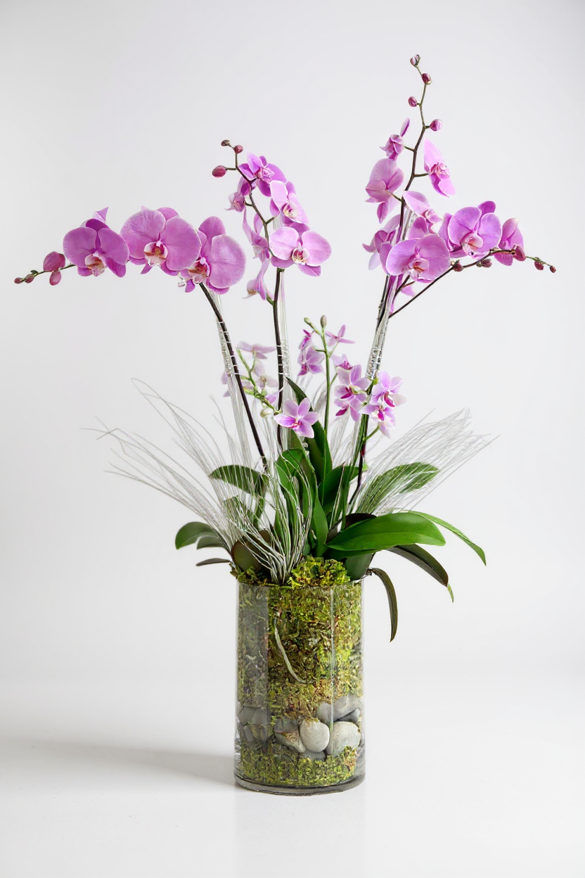 briana orchids plants
