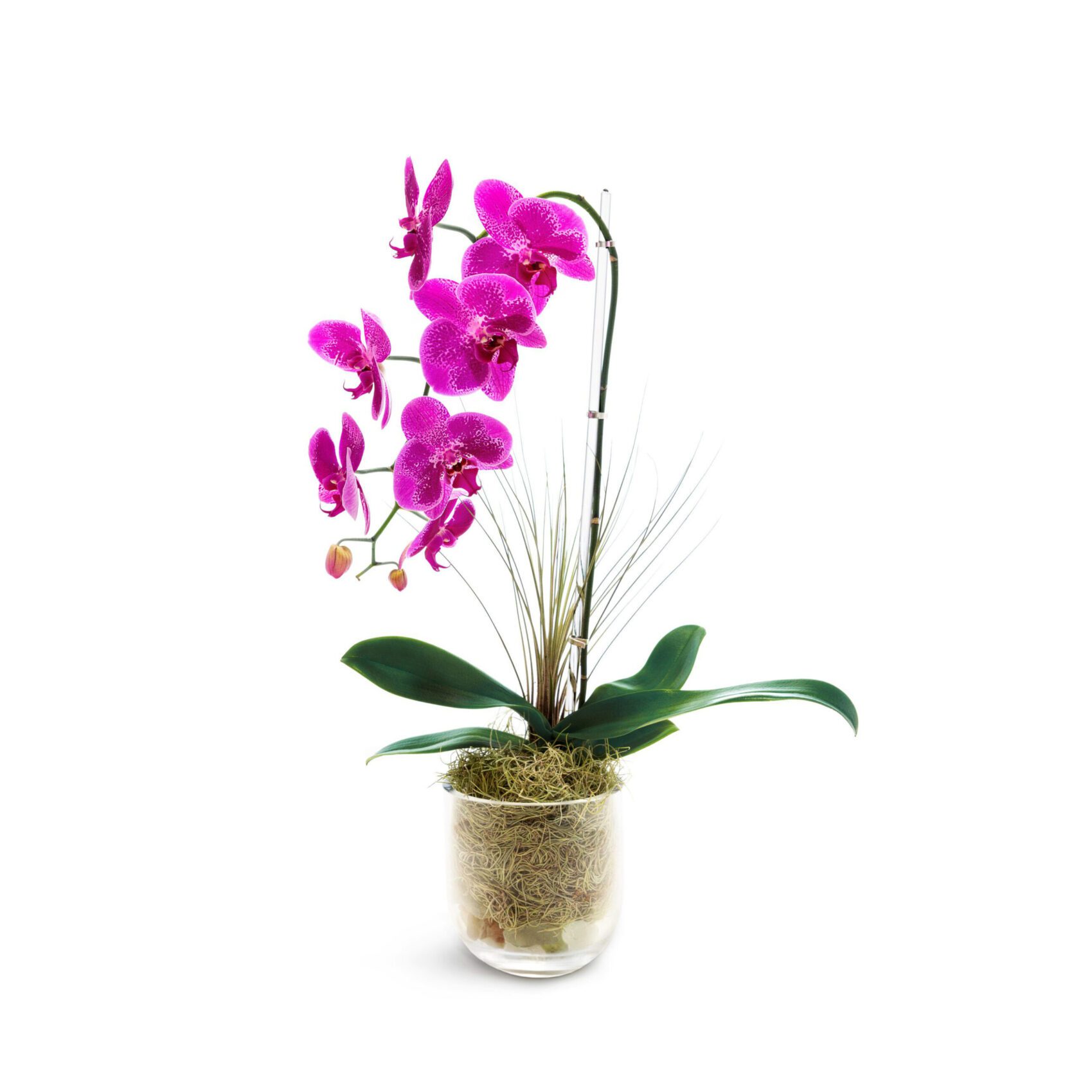 carmen 1 scaled Carmen: Single Purple Phalaenopsis in Glass Pot