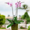 orchids