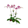 purple Flowers Delivery