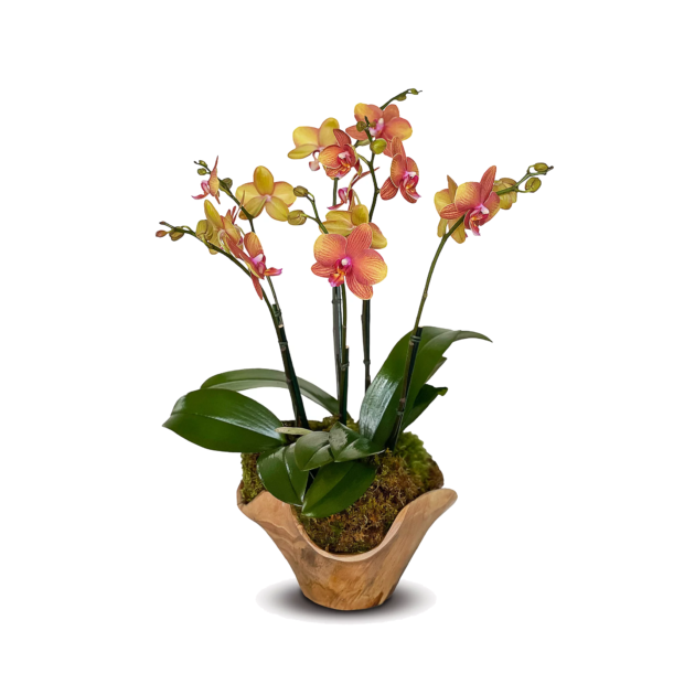 miracle orchid Home