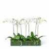 Lucky Boat: Luxury White Orchid Arrangement