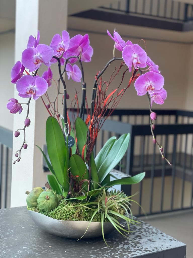 09 11 Brighten Up Your Space with Colourful Orchids