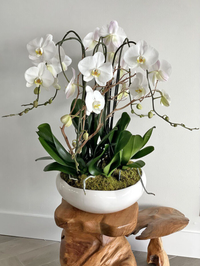 Radiant Orchid: Phalaenopsis Orchid Arrangement