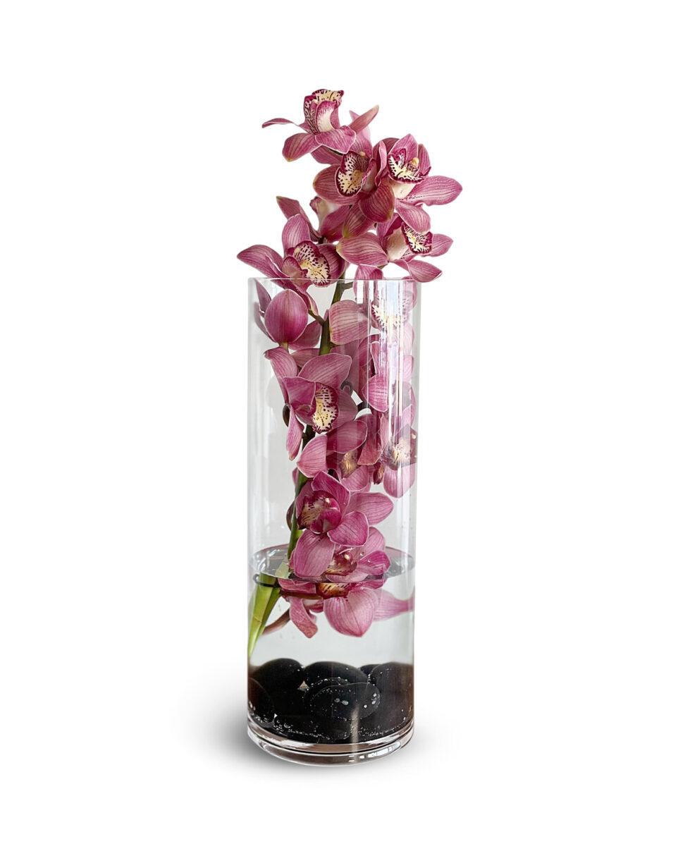 Brighten Up Your Space with Colourful Orchids