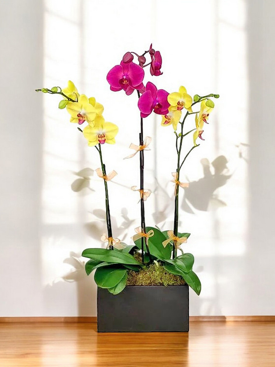 Alvira: Phalaenopsis Orchid Composition