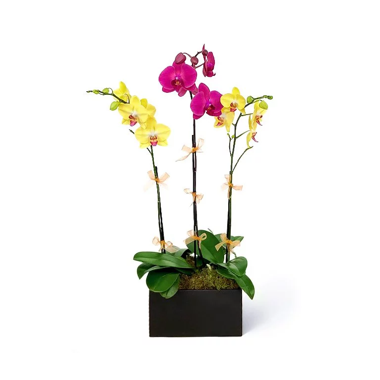 alvira The Best Orchid Compositions for Passover Celebrations
