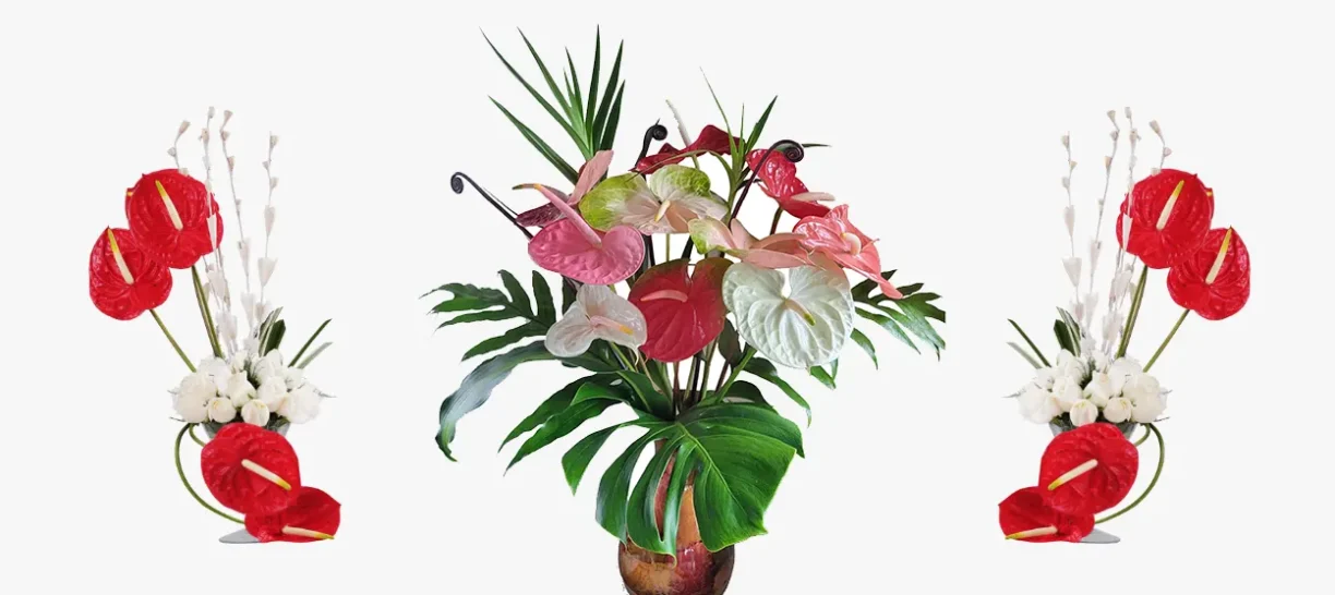 Anthurium: The Perfect Mother's Day Gift in Boca Raton